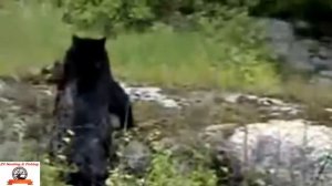 BEAR KILLS MOOSE ! Медведь убил лося! Охота на медведя