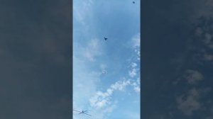 Леушковские бойные голуби