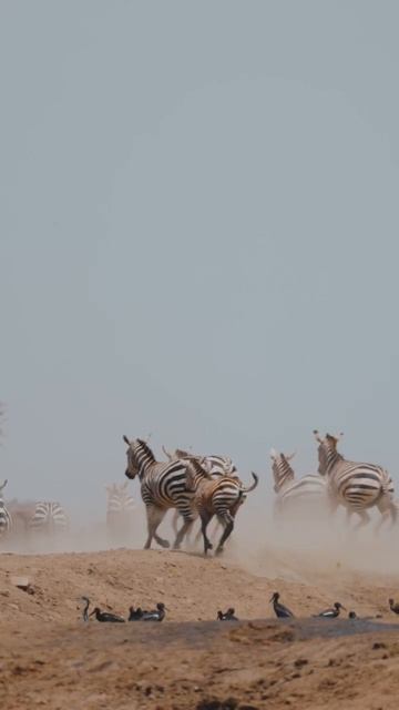 Beautiful Zebra Stutas Video #viral #animals# short смотреть онлайн