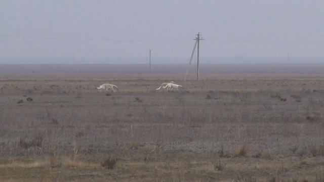Собаки Абрамовича Н.