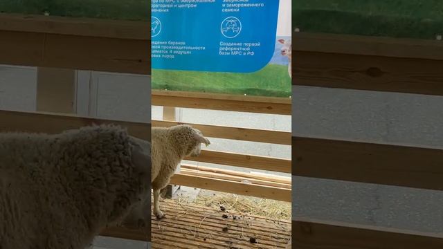 Ягнята ЭМБРИКИ на выставке #дамате #овцы #выставка овец #sheepfarmer