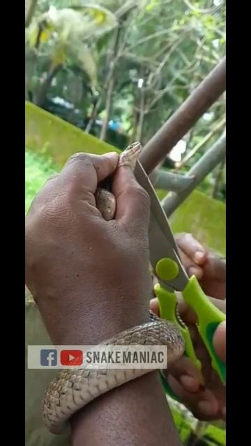 നീർക്കോലി കടിച്ചാലും അത്താഴം മുടങ്ങും...| Fishing hook stucked in snake's mouth смотреть онлайн