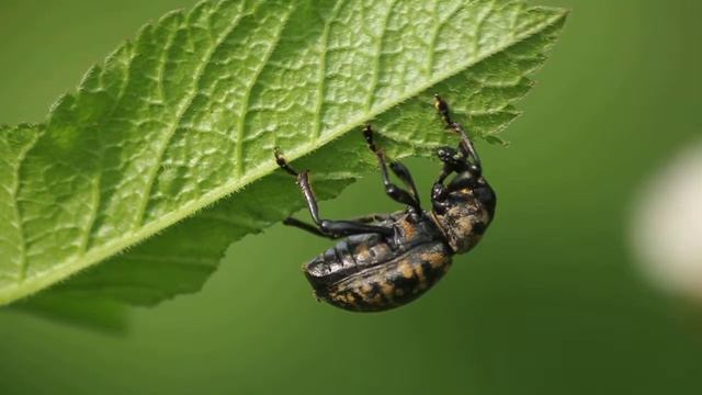 Klikoroh devětsilový (Liparus glabrirostris) смотреть онлайн