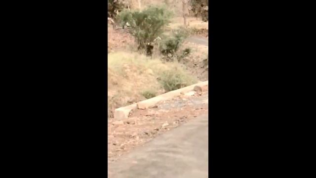 Leopard Attack People : Top 12 Leopard Attack Human | Leopard Attack In India смотреть онлайн