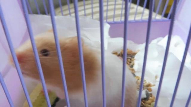 Провожаем ДВУХ ПУШИСТИКОВ в новый дом 17.07.23 #купитьхомякапродаю +7 921 595 08 48 #продаю кролико