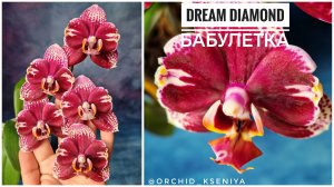 Phal. Dream Diamond 💎 (Голландия) | Домашнее цветение орхидеи бабулетки Дрим Даймонд!🤩 Обзор сорта