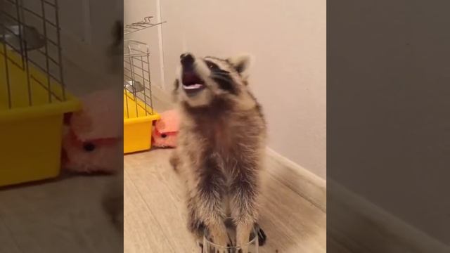 Енот ест виноград / Raccoon eats grapes смотреть онлайн