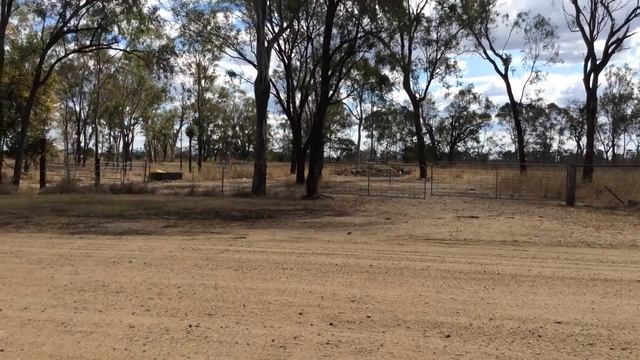 Australian hobby/Little falcon rehabilitated and released. Pink Lily sands. смотреть онлайн
