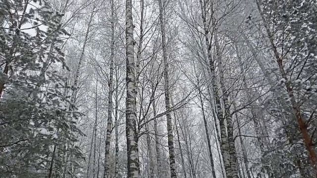 Тишина спящего зимнего леса. Спокойная красивая музыка.