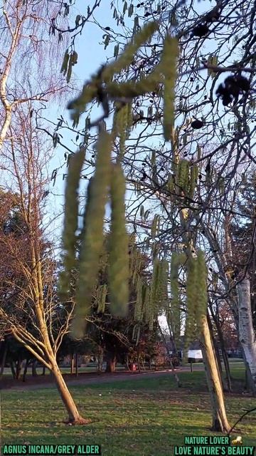 Glamorous Beautiful Tree Grey AlderAlnus IncanaLove natures Love natures beauty