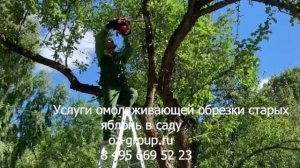 Услуги омолаживающей обрезки старых яблонь в саду. Выезд Агрономов по Москве и области. Звоните!