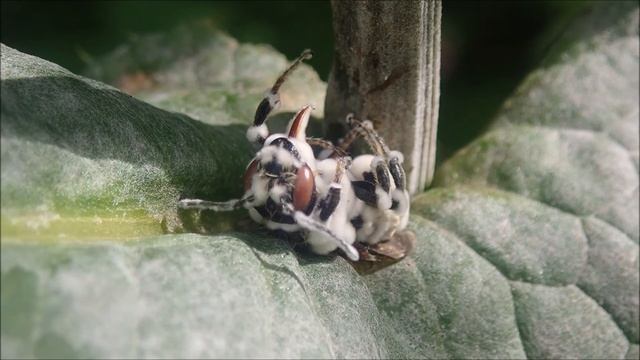 Insecten parasitaire schimmel смотреть онлайн
