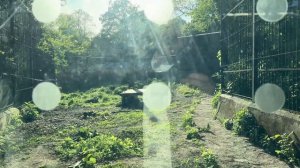 Калининград в мае 2024 г. Зоопарк .