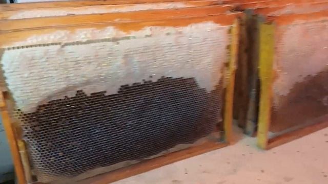 Пчелы!гибель!нет матки! смотреть онлайн