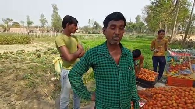 Tomato hybrid HILLTOM