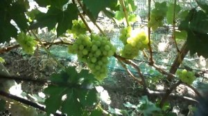 В гостях у Олега Щенникова