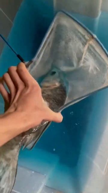 Живая дырявая насквозь рыба! смотреть онлайн