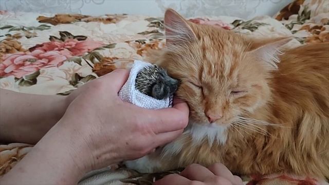 Ёжик - Ёжик 2021г. 1серия 08.06.2021 смотреть онлайн