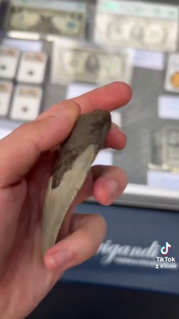 10 Million Year Old Megalodon Tooth!!! #shorts смотреть онлайн