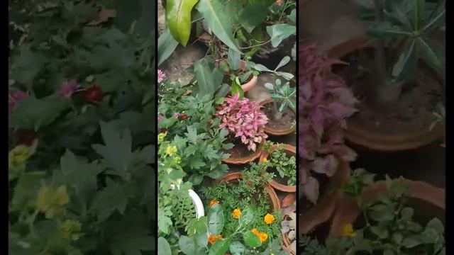 plants in spring #shorts #garden #spring #flowers #morning смотреть онлайн