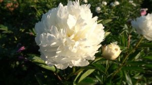 Пионы ЧАРИВНИК. CHARIVNYK -  Горобец, 2007