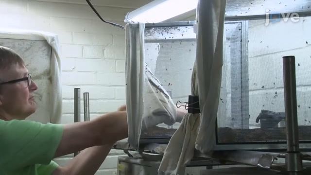 Laboratory Rearing: Stable Flies & Other Muscoid Diptera l Protocol Preview смотреть онлайн