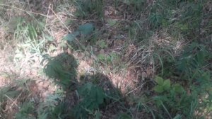 кукушкины  слёзки  полезны для горла