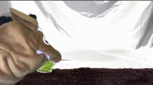 Antonio Wolanin - Thanksgiving Special