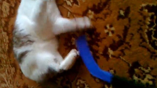 ЗАЖИГАЕМ #2 или бешеный кот! :D смотреть онлайн