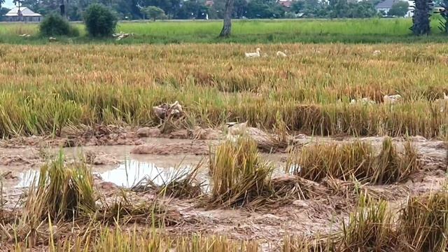 The Duck Farm - Breakfast Activities смотреть онлайн