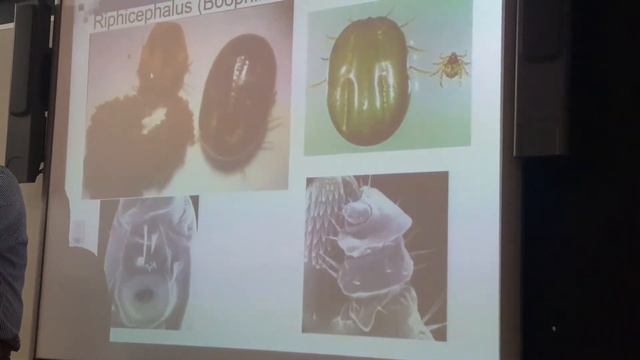 CICLO DE LA GARRAPATA смотреть онлайн