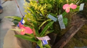 Phragmipedium Peruflora's Cirila Alca and Phragmipedium Fritz Schomburg