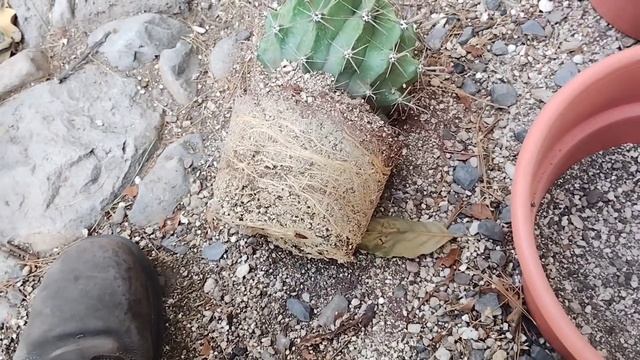 Cambiando cactus de maceta y otras cosas.🌵🙂🐢 смотреть онлайн