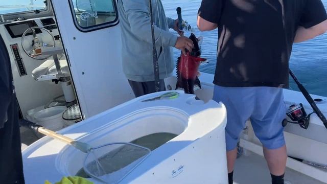 Santa Barbara Island Fishing: HUGE Rockfish! Catch Clean and Cook