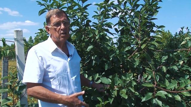 Gajenje drena, kivija, pistacije, citrusa, oblepiha - Rasadnik MAVM - Fruit plant nursery смотреть онлайн