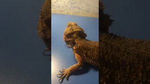 Бородатая Агама😎😎