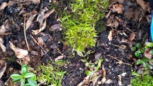 Брусника и мох, совместная посадка весной