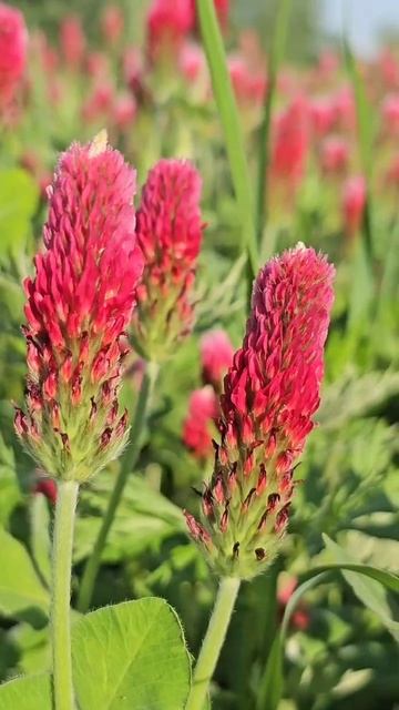 #Crimson #Clover #Blooms #lithuania смотреть онлайн