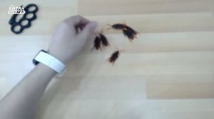 Китай бугага тараканы