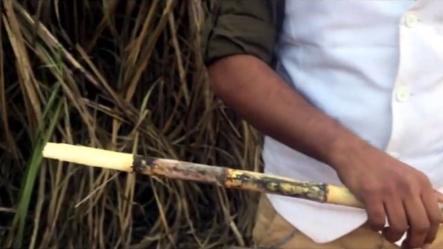 Grow Sugarcane in your garden with easy tips||How to grow Sugarcane||Backyard Gardening