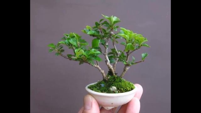 Bonsai in Hand #9 смотреть онлайн