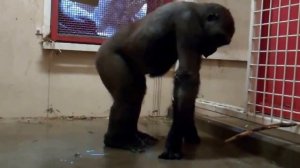 Горилла танцует брейкданс