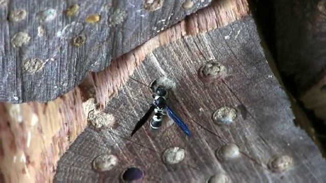 Mason wasp investigates mason bee gallery смотреть онлайн