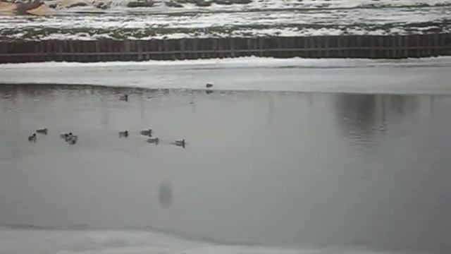 кормление уток смотреть онлайн