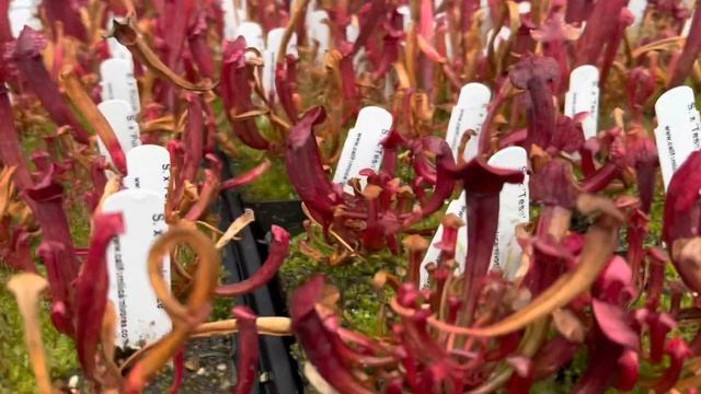 Sarracenia with Vivid Colorful Pitchers in Winter смотреть онлайн