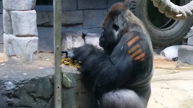 Горилла обедает .... смотреть онлайн