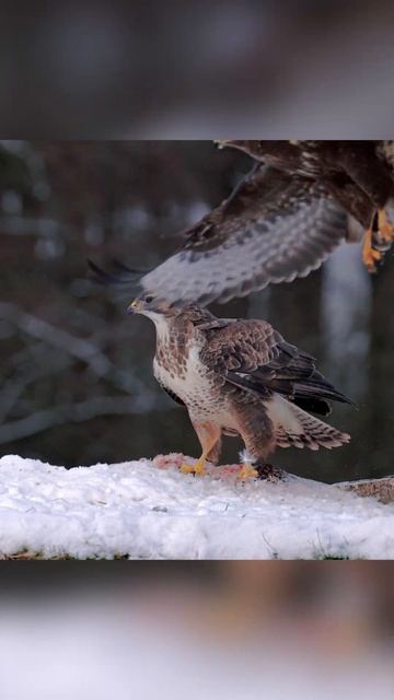The AMAZING Common Buzzards bird nature photography  #naturelovers #canonr5