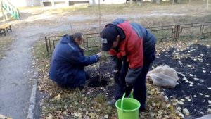 20.10.2018г.Посадка канадского клёна  ул.Бакинская,д.30-а
