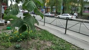 Павловния Пао-Тонг Z-07. Обзор за 3-й год