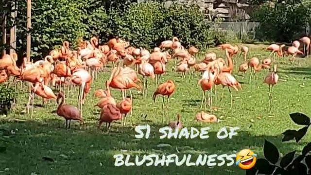 51 SHADE OF BLUSHFULNESS😍🦆KÖLN ZOO #travel #путешествия #tourism #flamingo смотреть онлайн